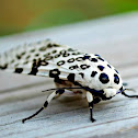 The Giant Leopard Moth or Eyed Tiger Moth (Hypercompe scribonia)