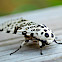 The Giant Leopard Moth or Eyed Tiger Moth (Hypercompe scribonia)
