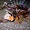 Zebra Lionfish, Dwarf Lionfish, Zebra Turkeyfish