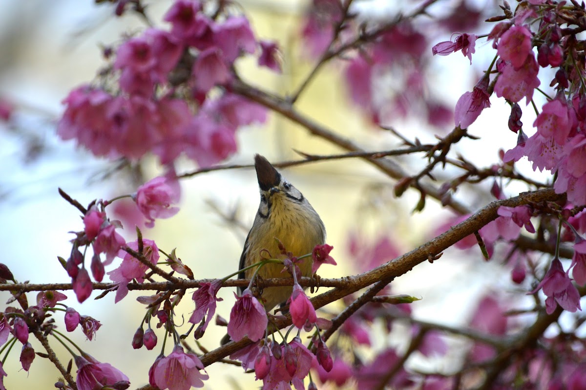 冠羽畫眉 / Formosan Yuhina