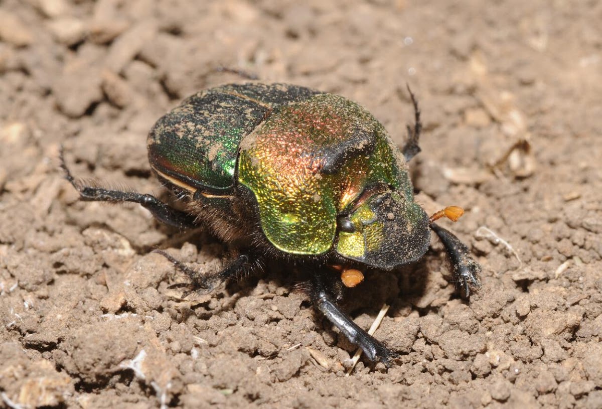 Rainbow scarab (female)