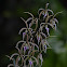 Orquidea Encyclia  /   Prosthechea ionocentra