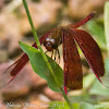 Ramburi Red Parasol Dragonfly