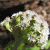 Western Coltsfoot