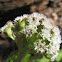 Western Coltsfoot