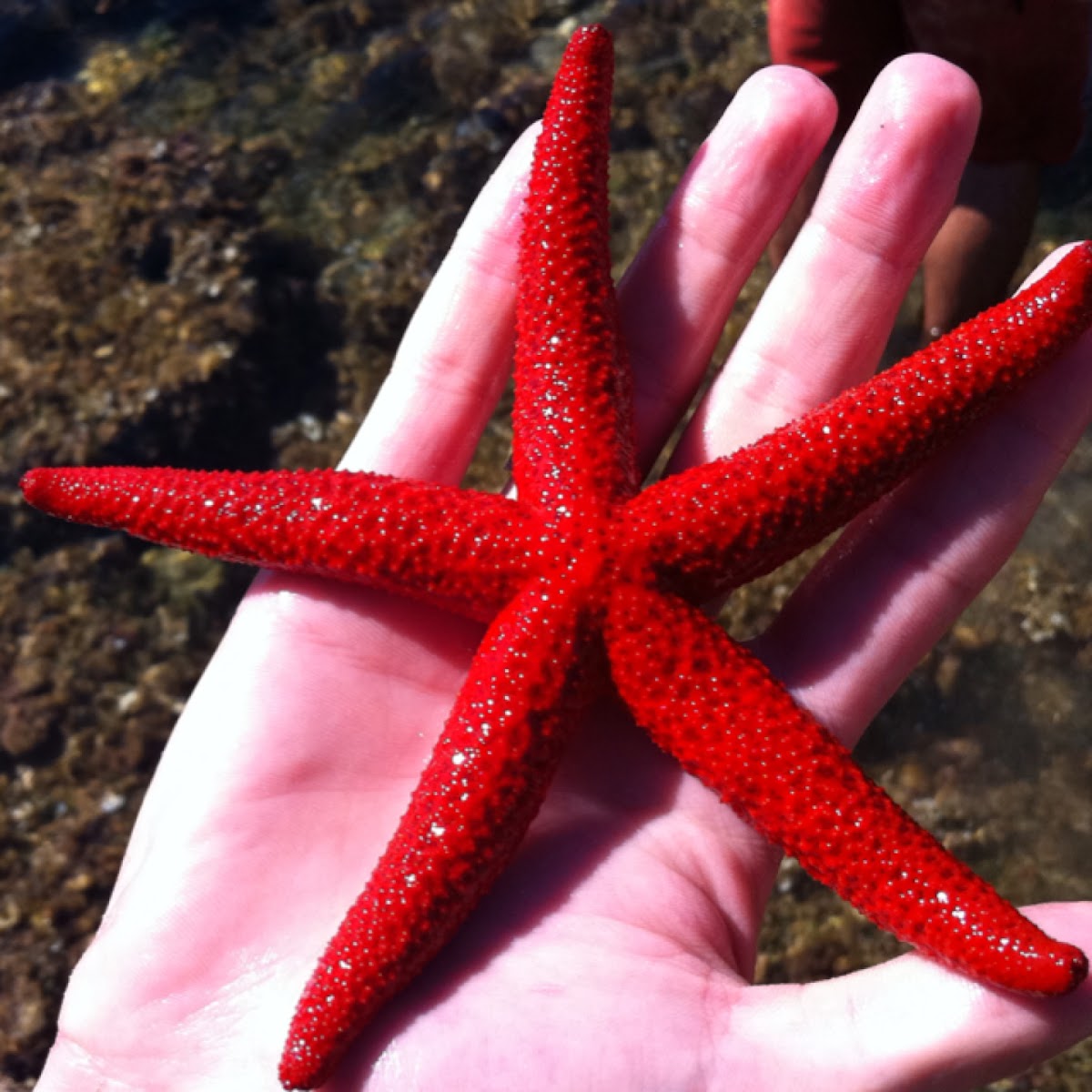 Red Starfish