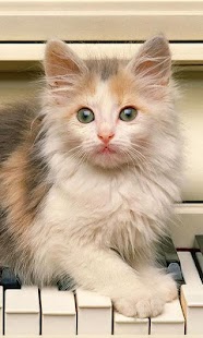 How to mod Kittens Wallpapers lastet apk for android