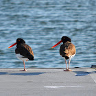 American Oystercatcher