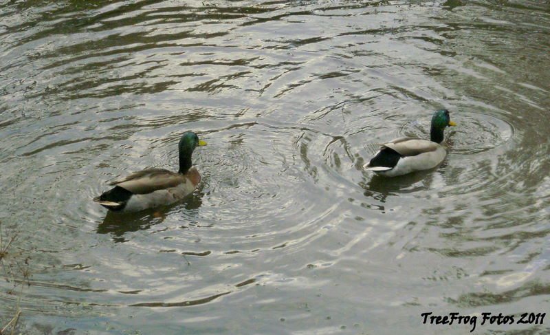 Mallard ducks (males)