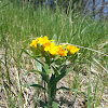 Hoary Puccoon