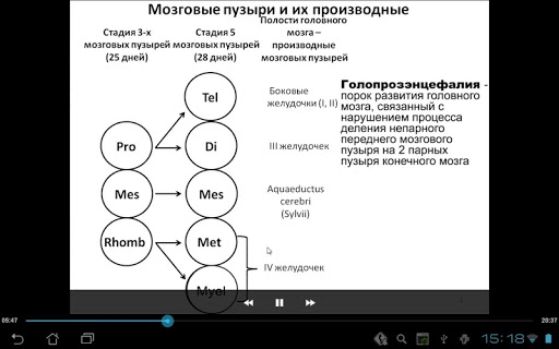 Развитие мозга