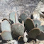 Paddle Cactus (small)