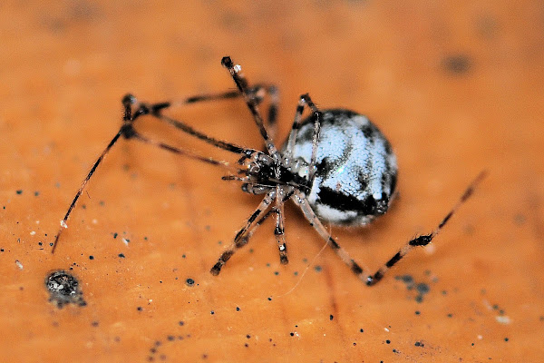 False House Button Spider (maybe) | Project Noah