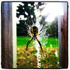 Orb spider