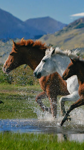 Horses Live Wallpaper