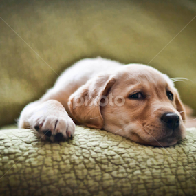 Maggie Mae by Howie George - Animals - Dogs Puppies