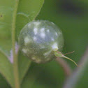 Unknown Oak Leaf Gall