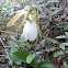 White lady slipper