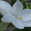 Dwarf White Orchid Tree