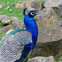 Indian Peafowl (Peacock)