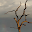 Kruger Park Download on Windows