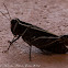 grasshopper or cricket