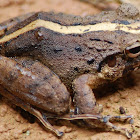 Bransford's litter frog