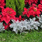 Dusty Miller and Poinsettias.