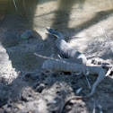 Plain-bellied Water Snake