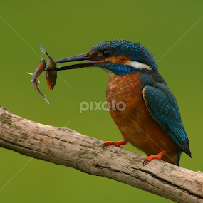 Kingfisher by Bob Rawlinson - Animals Birds