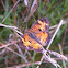 Pearl Crescent