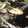Fringed Polypore