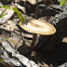 Fringed Polypore