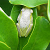 Cuban Tree Frog