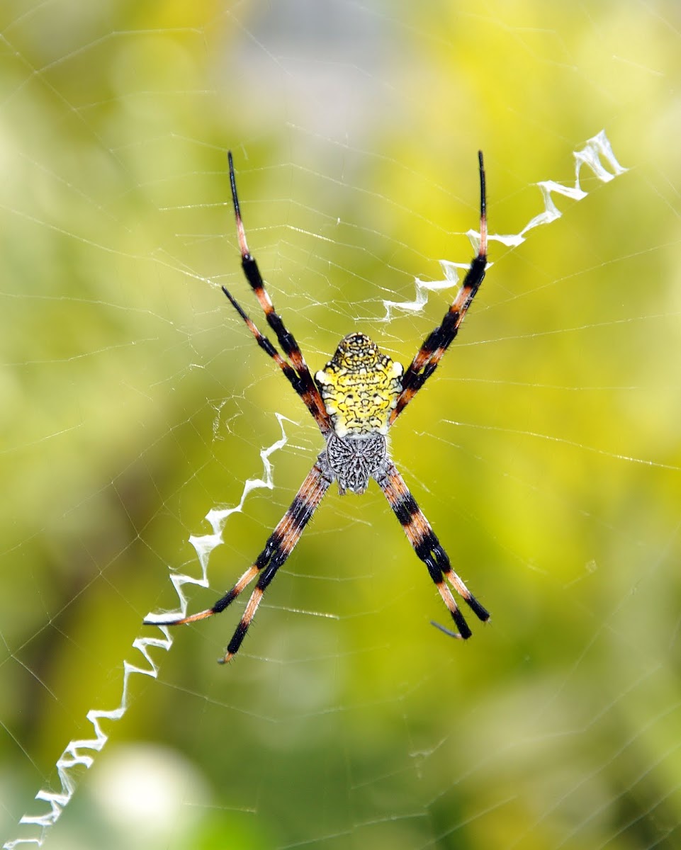 Hawaiian Garden Spider Project Noah