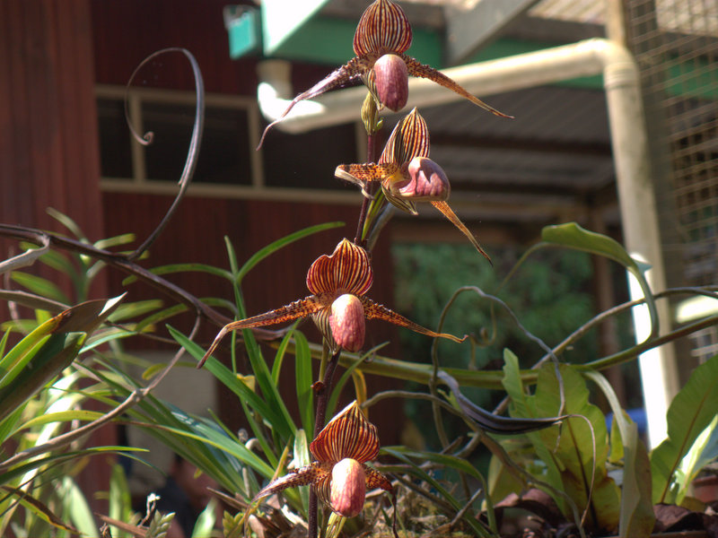 Roth's Child Slipper Orchid