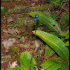 Blue Bead Lily, Yellow Clintonia