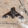 Picture-winged Fly