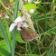 Ringlet