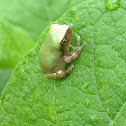 Gray Treefrog/Cope's Gray Treefrog Complex