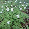 Anemone Memrosa