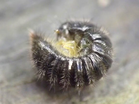 Dermestid Beetle Larva Project Noah