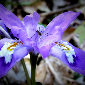 Resting by Paul Mays - Flowers Flowers in the Wild