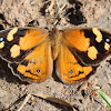 Common brown