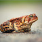 American Toad