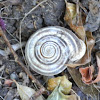 Milk Snail shell