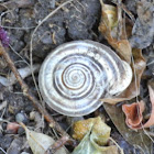 Milk Snail shell