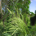 Guinea Grass
