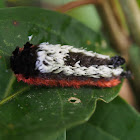 Shag-carpet Caterpillar