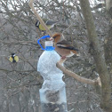 Hawfinch and great tits